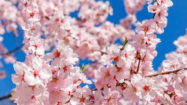 Cherry blossoms bloom under a clear blue sky in spring season in a city park