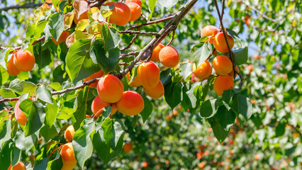 Bright orange apricots grow on a tree branch under sunlight in a fruit orchard during summer season © Fleuronica