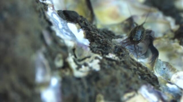 Ligia wood louse in a litter of leaves in a mountain forest in Thailand
