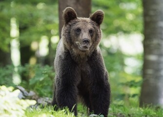 Fototapeta premium Close-up of a wild brown bear