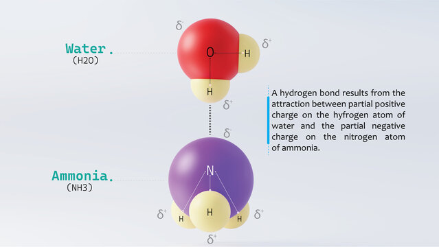 3d illustration of hydrogen bond between water molecule and ammonia nitrogen labelled