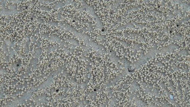Sand bubbler crab Dotilla myctiroides run out in columns into low tide zone for feeding, digging hole eat sandy-silty soil, discharge in the form of balls, Thailand