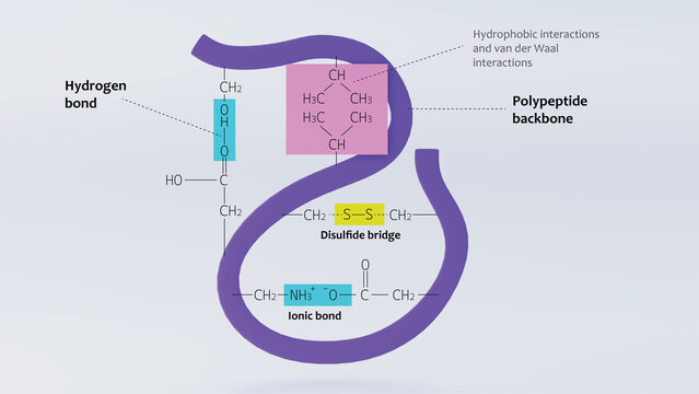 3d illustration of hydrophobic interactions in polypeptide chains with oxygen and ammonia bonds labelled