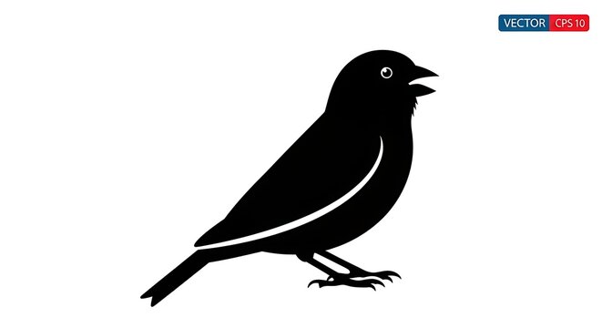 Black crow bird in flight against white background.