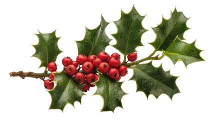 Holly branch with red berries and green spiky leaves © Otillie