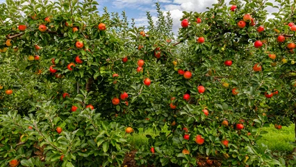 Apple trees filled with ripe fruit in a sunny orchard during the afternoon hours of late summer © Fleuronica