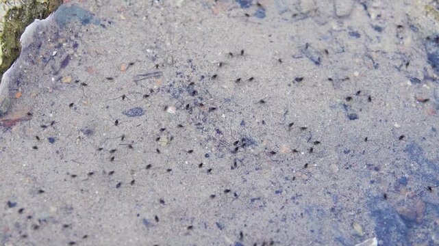Water bugs (like sea skaters Halobates hayanus) scurry around on the surface of shallow water. Clusters of breeding freshwater insects (preconnubia). Thailand, Andaman Sea mainland coast