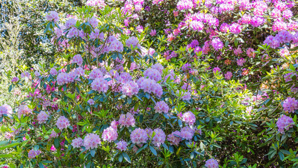 Naklejka premium Rhododendron flowers bloom in a garden with azaleas under bright sunlight during springtime in a nature setting