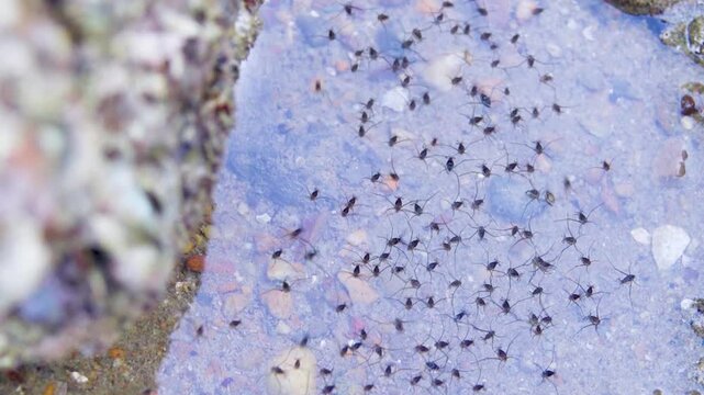Water bugs (like sea skaters Halobates hayanus) scurry around on the surface of shallow water. Clusters of breeding freshwater insects (preconnubia). Thailand, Andaman Sea mainland coast