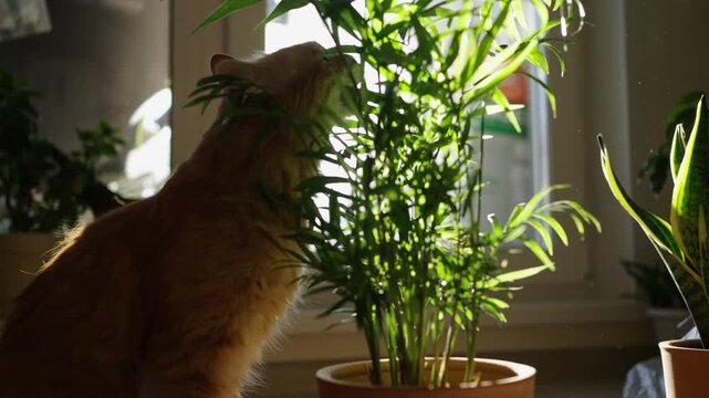 Naughty red cat sitting on a windowsill in the sunshine, actively biting and gnawing on the leaves of a green parlor palm houseplant, damaging the foliage with its teeth