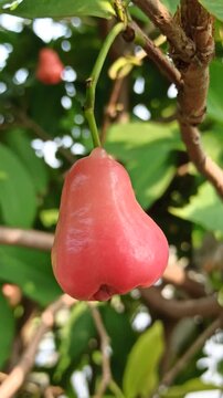 Fresh Syzygium aqueum fruits growing naturally on a tropical tree with vibrant leaves in a lush garden environment.