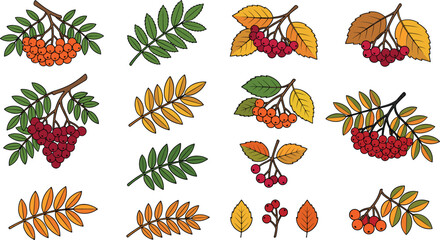 Set of rowan berry branches and autumn leaves icons with red orange berries and colorful foliage isolated on white background vector illustration © MdMehedi
