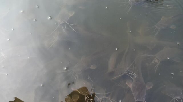 Healthy catfish swimming in a clean and well-maintained pond, showcasing proper aquaculture management and freshwater fish farming.