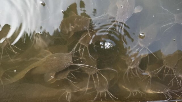 Healthy catfish swimming in a clean and well-maintained pond, showcasing proper aquaculture management and freshwater fish farming.