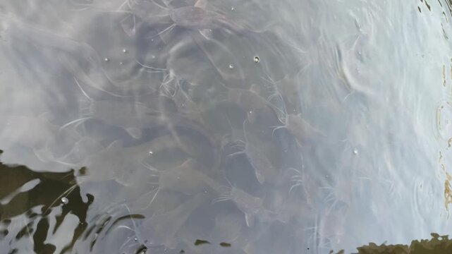 Healthy catfish swimming in a clean and well-maintained pond, showcasing proper aquaculture management and freshwater fish farming.