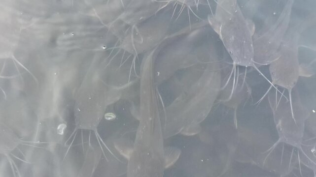 Healthy catfish swimming in a clean and well-maintained pond, showcasing proper aquaculture management and freshwater fish farming.