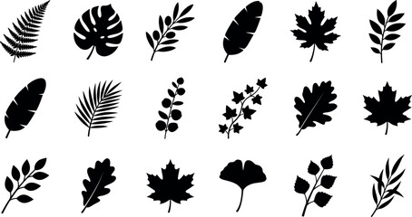 Vector set of different leaves silhouettes including monstera palm maple fern oak and ginkgo biloba isolated on a white background for design decoration © MdMehedi