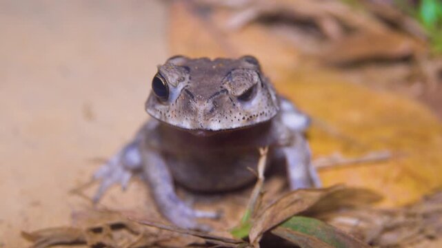 Asian common toad (Bufo melanostictus) in the coastal forest of Thailand