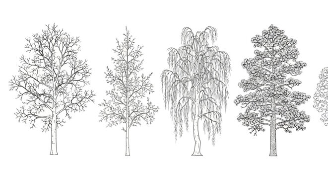 bare deciduous and coniferous trees in a row winter forest illustration