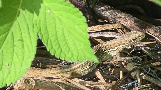 
Asian grass lizard sunbathing on dry leaves in the sunny grass, macro shot  #001
양지바른 풀잎과 낙엽 사이에서 일광욕을 즐기는 줄장지뱀 접사 영상 #001

