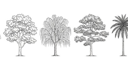Fototapeta premium different types of trees including weeping willow palm and deciduous in detailed vector line art for botanical designs.