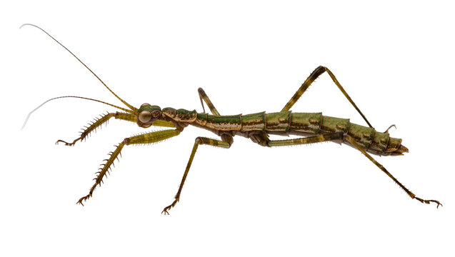 Green and brown stick insect with long antennae and spiky legs