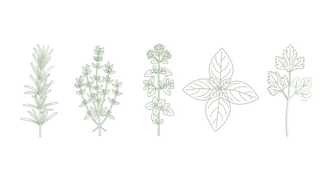 fresh herb illustrations for cooking and healthy eating rosemary thyme basil oregano parsley