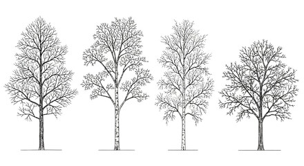 Obraz premium line drawing collection of bare deciduous trees in winter no leaves