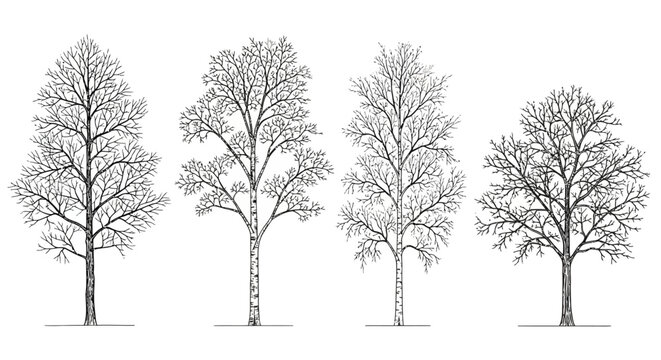 line drawing collection of bare deciduous trees in winter no leaves