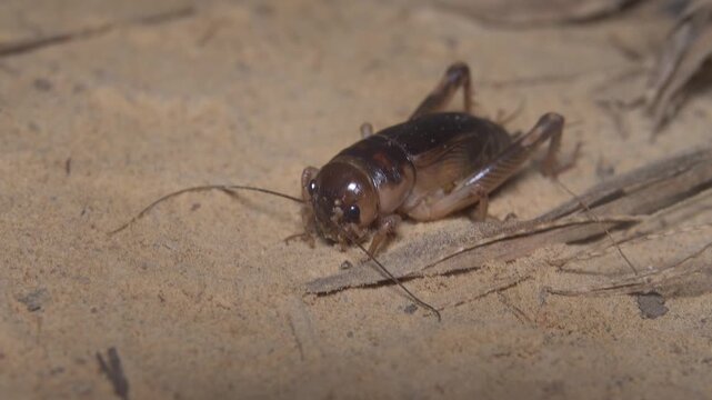 Coastal crickets sing at night on the shores of the Andaman Sea