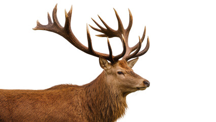 Fototapeta premium Majestic red deer stag with large antlers