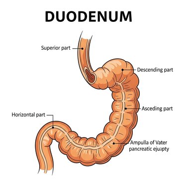 Anatomical diagram of the human duodenum sections.