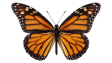 Obraz premium Monarch butterfly with orange black, and white wings spread open