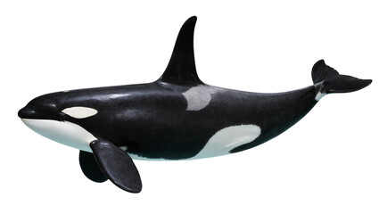 Orca whale with black and white markings swimming © Isadora