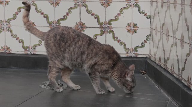 Tabby cat sniffing a drain on a tiled floor