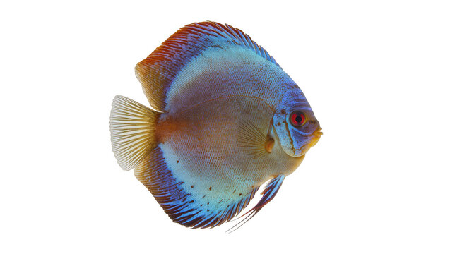 Blue turquoise discus fish with red eyes and orange fins