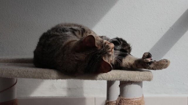 Tabby cat playing and scratching on a cat tree indoors