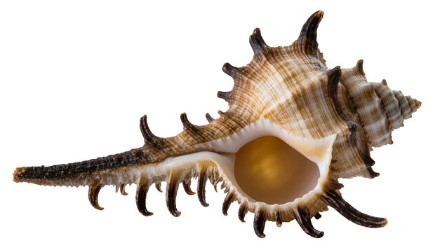 Spiky brown and white seashell with spiral pattern