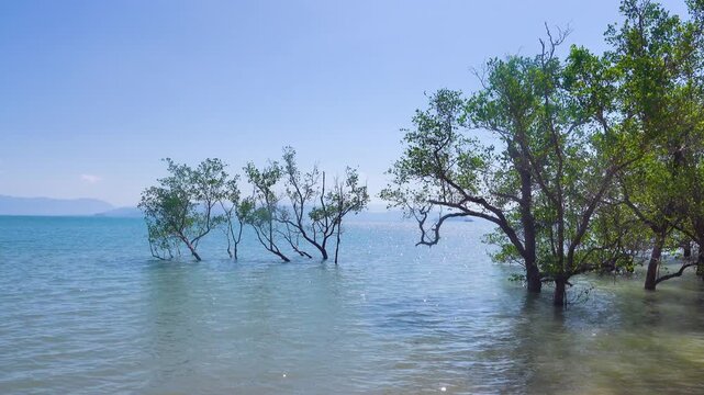 Mangroves, trees on the coast of the Andaman Sea. Thailand