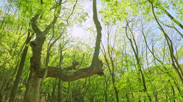 まばゆい初夏の太陽と新緑の木々に差し込む美しい木漏れ日