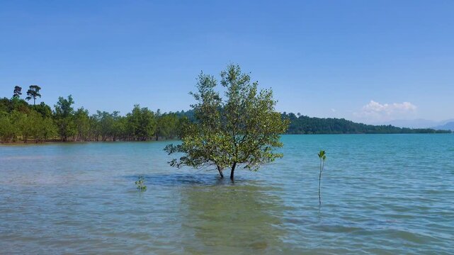 Mangroves, Herritiera, xylocarpus, rhizophore trees on the coast of the Andaman Sea. Thailand