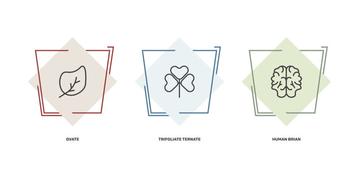 nature icon set with ovate, trifoliate ternate, human brian signs in flat outline style