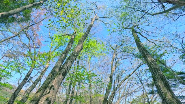 爽やかな青空を見上げる新緑の美しい木々と森の風景