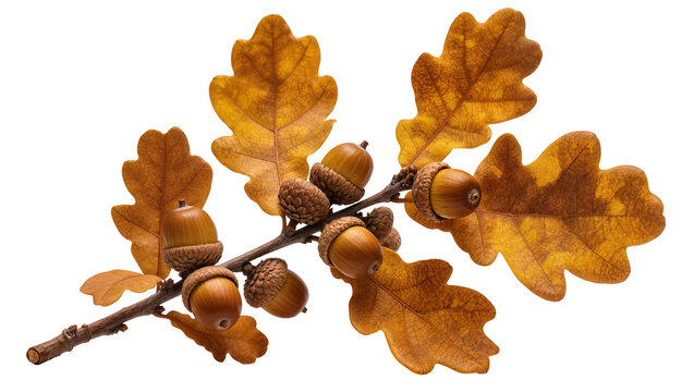 Oak branch with acorns and dry autumn leaves