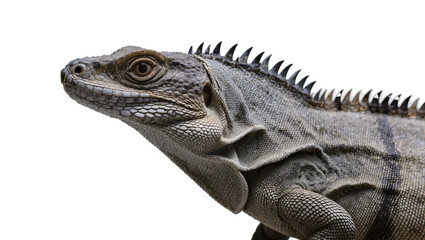 Fototapeta premium Iguana reptile with spiky crest and scaly skin