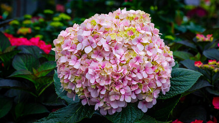 Fototapeta premium Pink hydrangea blooms in a garden setting with green leaves and other colorful flowers during the daytime