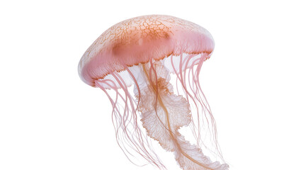 Pink jellyfish with delicate tentacles floating in water © Peregrine