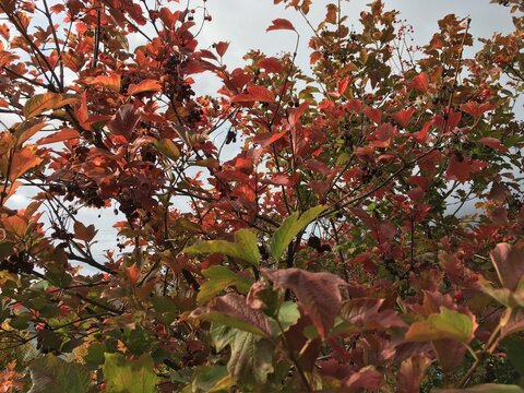 Guelder rose or Viburnum opulus with autumn-colored burgundy-red and green leaves and ripe berries stretching thin branches toward grey cloudy sky contrasting with colorful foliage; horizontal photo