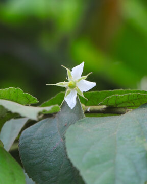 A detailed close-up shot of a delicate white Muntingia calabura flower, also known as Jamaica Cherry, blooming among vibrant green serrated leaves in a tropical setting.