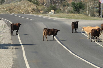 a herd of cows on the road © алексей семиколенных